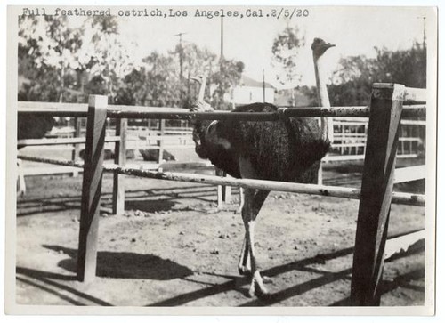 Full feathered ostrich, Los Angeles, California, February 5, 1920