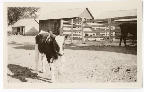 A calf with farm buildings in background