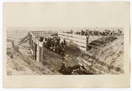 Corralling cattle, circa 1924