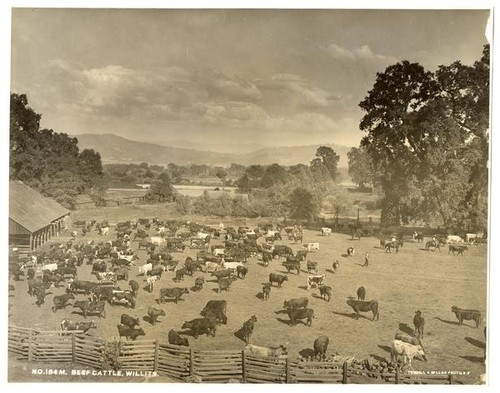 Beef Cattle, Willits