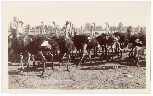 Norwalk Ostrich Farm, California