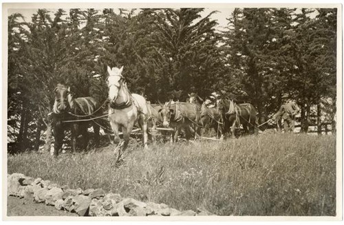 Team of horses and a farmer plowing a field