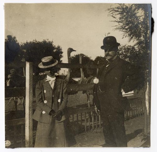 Man and woman observing ostriches