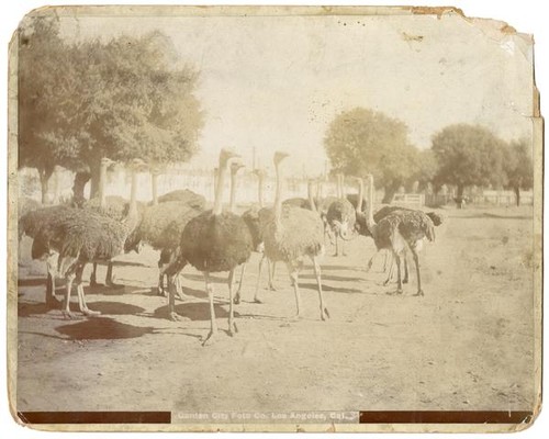 South Pasadena Ostrich Farm