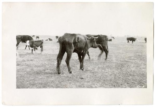 Cattle in field, circa 1924