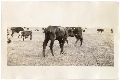 Herd of cattle in a field, circa 1924