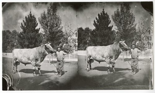 Man with a large cow on the street in front of a house