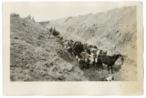 Men herding cattle into ditches to be slaughtered, circa 1924