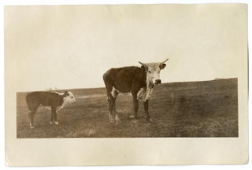 Adult and child cows, circa 1924