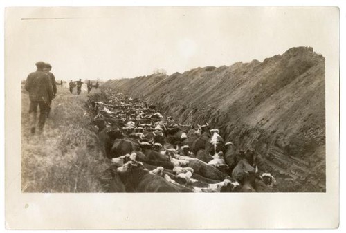 Men observing cattle quarantined in a ditch, circa 1924