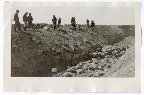 Men putting down diseased sheep, circa 1924