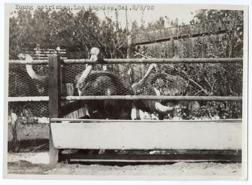 Young ostriches, Los Angeles, California, February 5, 1920