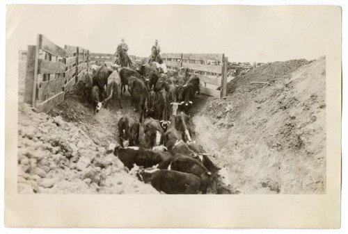 Herding cattle into a ditch, circa 1924