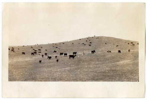 Herd of cattle grazing in a field, circa 1924