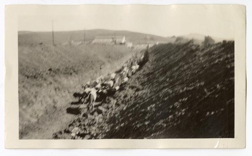 Livestock in a ditch, circa 1924