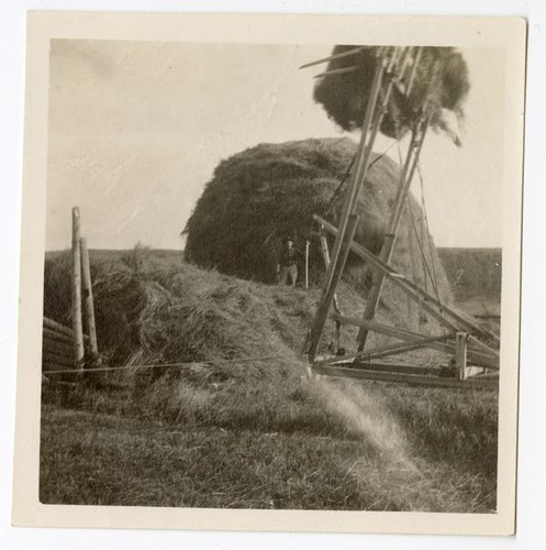 Harvested and piled grasses