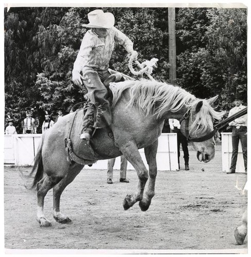 View of cowboy riding "Silver"