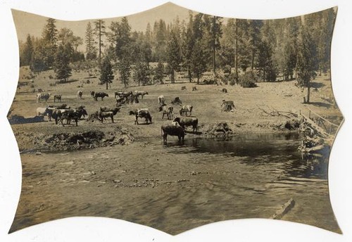 Cattle grazing on ranchlands