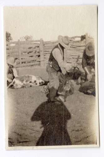 Ranchers branding cattle at the Santa Rita Rancho, California