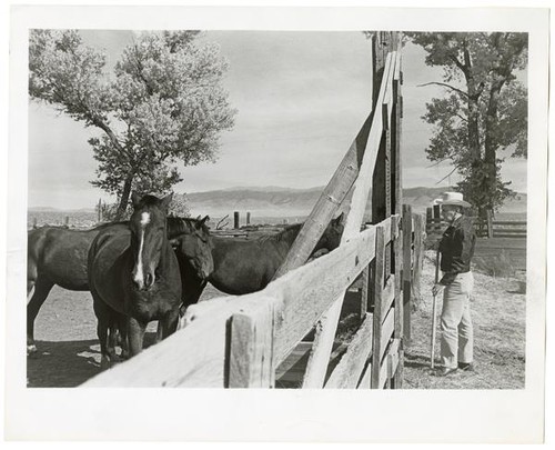 Rancher observing horses