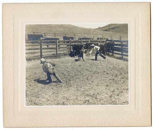 Cowboys wrangling a young cow