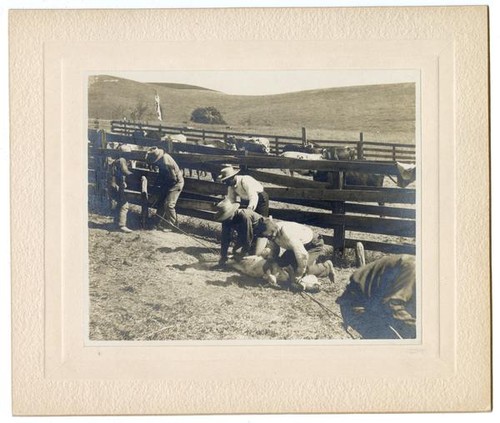 Ranchers branding livestock