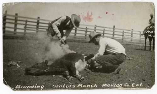 Branding, San Luis Ranch, Merced Co. California