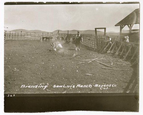 Branding, San Luis Ranch, Merced Co. California