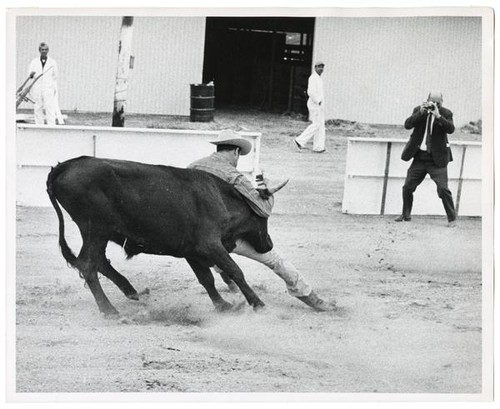 Jack Roddy "bulldogging"