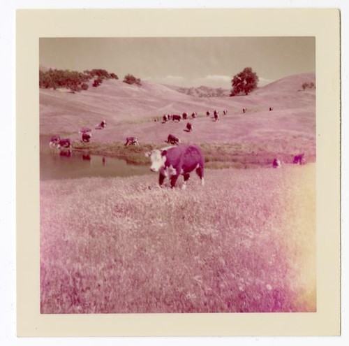 View of Langford cow fields