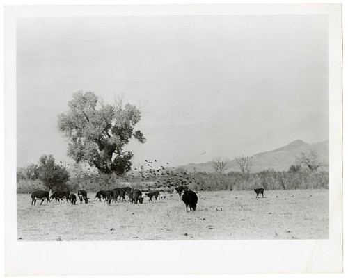 Cattle grazing on ranchlands