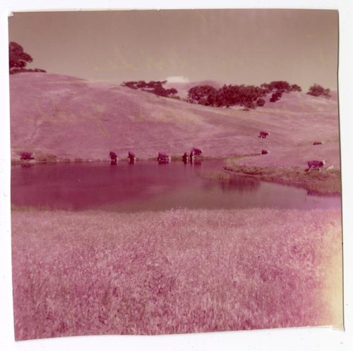 Cows drinking from a water source among roling hills