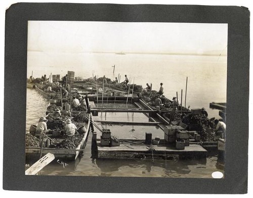 Fishermen pulling oysters, California