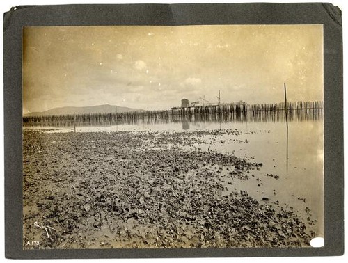 Enclosed oyster beds at low tide, San Francisco Bay, California