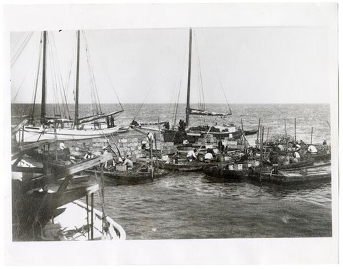 Fishermen harvesting oyster beds, San Francisco