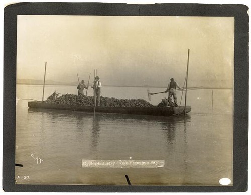 Oyster Industry, San Francisco Bay