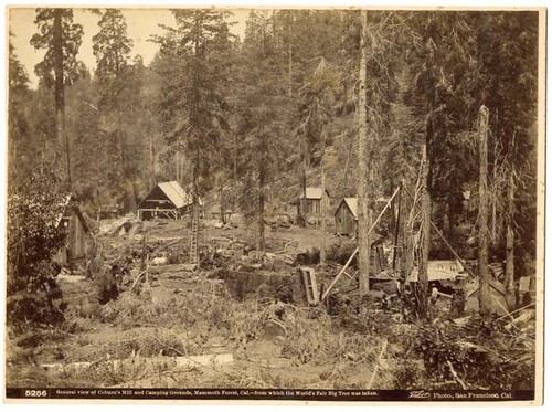 General view of Coburn's Mill and Camping Grounds, Mammoth Forest, Cal.-from which the World's Fair Big Tree was taken