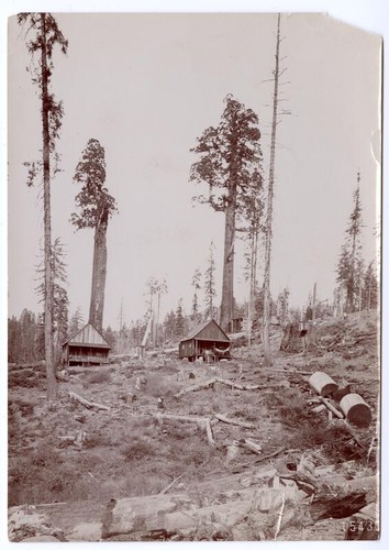 View of buildings surrounded by remnants of felled trees