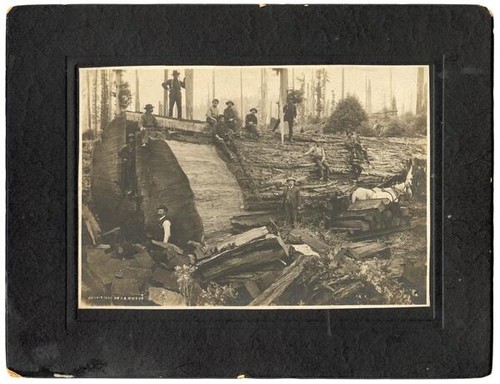 Loggers with felled redwood