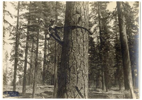 Man scaling a tree