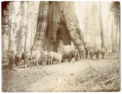 Loggers and team of horses in the woods