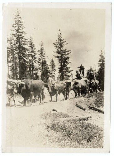 Loggers supervising ox team hauling lumber