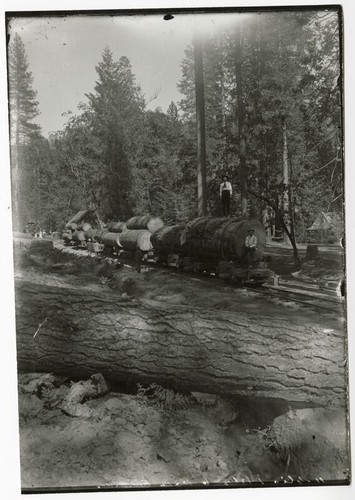 Hauling felled tree trunks