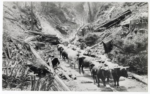 Men with ox team hauling logs