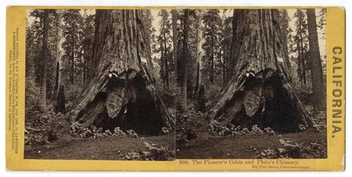 The Pioneer's Cabin and Pluto's Chimney. Big Tree Grove, Calaveras county