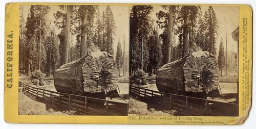 Butt-end of section of the Big Tree, showing the auger-holes made in felling