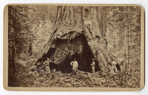 Pioneer's Cabin; near view; diameter 32 feet. Mammoth Grove Calaveras County