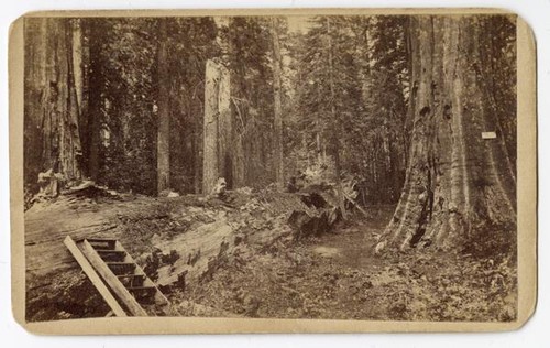 Father of the Forest and James King of Wm., Mammoth Grove, Calaveras county