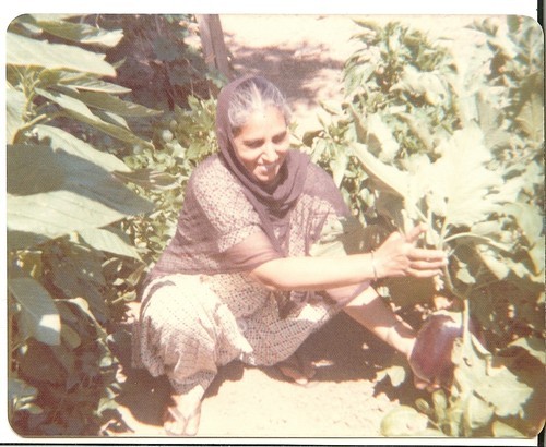 Amar Kaur Picking Vegetables