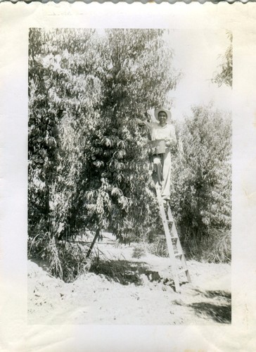 Ted Sibia in Peach Orchard